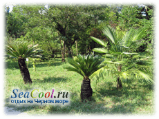 Пальмовый сад в Абхазии