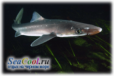 Черноморская Акула-катран