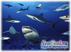 Виды акул Черного моря