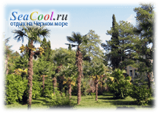 Пальмовый сад в Сухуми, Абхазия